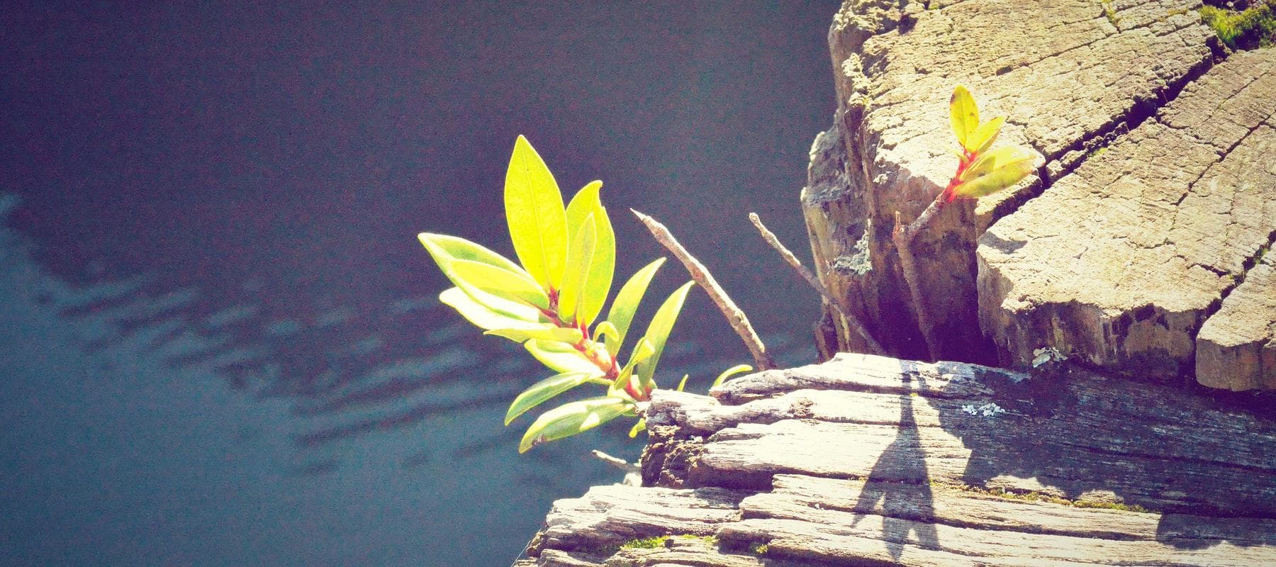 A single yellow leaf resting on weathered wood